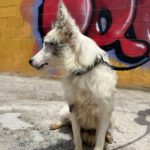 Border Collie Mei, 12/2025, Endgröße ca. 45 cm