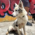 Border Collie Mei, 12/2025, Endgröße ca. 45 cm