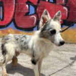 Border Collie Mei, 12/2025, Endgröße ca. 45 cm