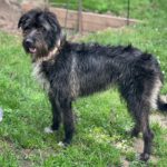 Mischling Melli, 01/2025, 50 cm