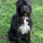 Mischling Melli, 01/2025, 50 cm