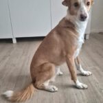 Podenco Michel, ca. 01/2021, ca. 50 cm, 46397 Bocholt