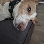 Podenco Michel, ca. 01/2021, ca. 50 cm, 46397 Bocholt