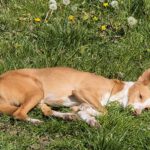 Podenco Michel, ca. 01/2021, ca. 50 cm, 46397 Bocholt