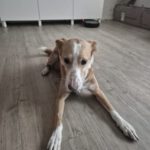 Podenco Michel, ca. 01/2021, ca. 50 cm, 46397 Bocholt