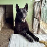 Malinois Mischling Milan, 10/2021, ca. 65 cm