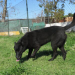 Malinois Mischling Milan, 10/2021, ca. 65 cm