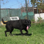 Malinois Mischling Milan, 10/2021, ca. 65 cm