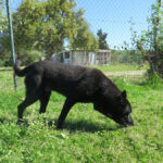 Malinois Mischling Milan, 10/2021, ca. 65 cm