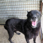 Malinois Mischling Milan, 10/2021, ca. 65 cm