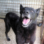 Malinois Mischling Milan, 10/2021, ca. 65 cm