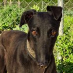 Galgo Moka,03/2023, ca. 63 cm