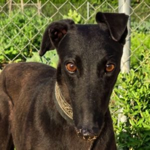 Galgo Moka,03/2023, ca. 63 cm