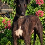 Galgo Moka,03/2023, ca. 63 cm