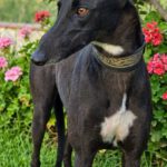 Galgo Moka,03/2023, ca. 63 cm