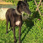 Galgo Moka,03/2023, ca. 63 cm