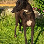 Galgo Moka,03/2023, ca. 63 cm