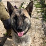Malinois Mischling Nao, 11/2024, ca. 62 cm