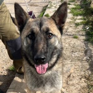 Malinois Mischling Nao, 11/2024, ca. 62 cm