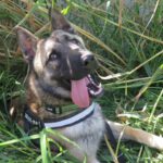 Malinois Mischling Nao, 11/2024, ca. 62 cm