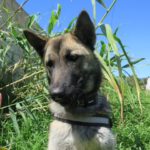 Malinois Mischling Nao, 11/2024, ca. 62 cm