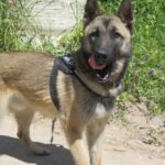 Malinois Mischling Nao, 11/2024, ca. 62 cm