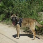 Malinois Mischling Nao, 11/2024, ca. 62 cm