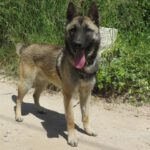 Malinois Mischling Nao, 11/2024, ca. 62 cm