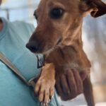 Podenco Maneto Nela, 05/2021, ca. 35 cm