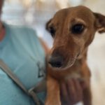 Podenco Maneto Nela, 05/2021, ca. 35 cm