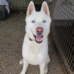 Husky Nieve, 04/2024, ca. 65 cm