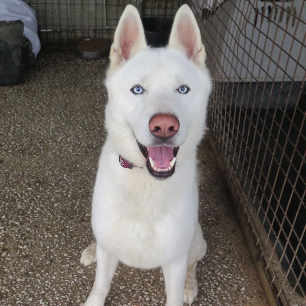 Husky Nieve, 04/2024, ca. 65 cm