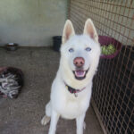 Husky Nieve, 04/2024, ca. 65 cm