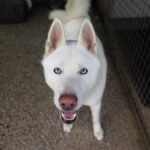 Husky Nieve, 04/2024, ca. 65 cm