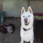 Husky Nieve, 04/2024, ca. 65 cm