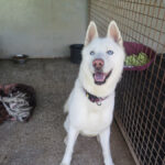 Husky Nieve, 04/2024, ca. 65 cm