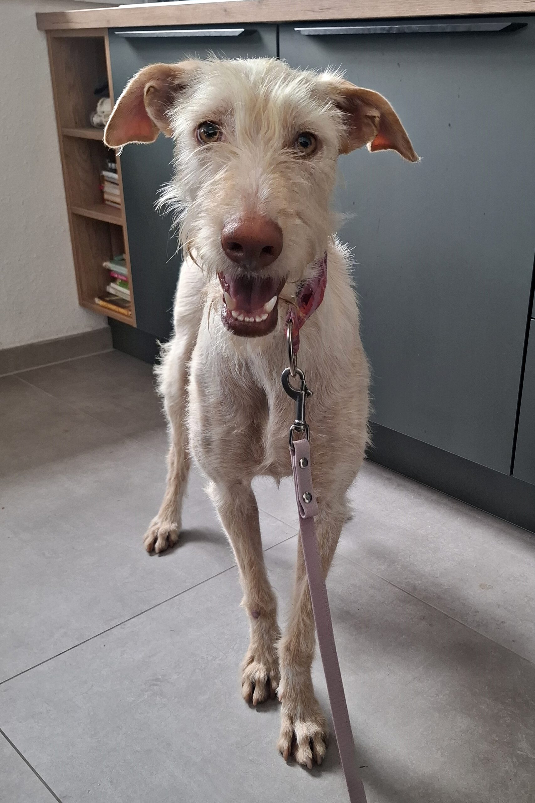 Podenco Nube, 10/2023, ca. 65 cm,57223 Kreuztal