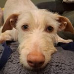 Podenco Nube, 10/2023, ca. 65 cm,57223 Kreuztal