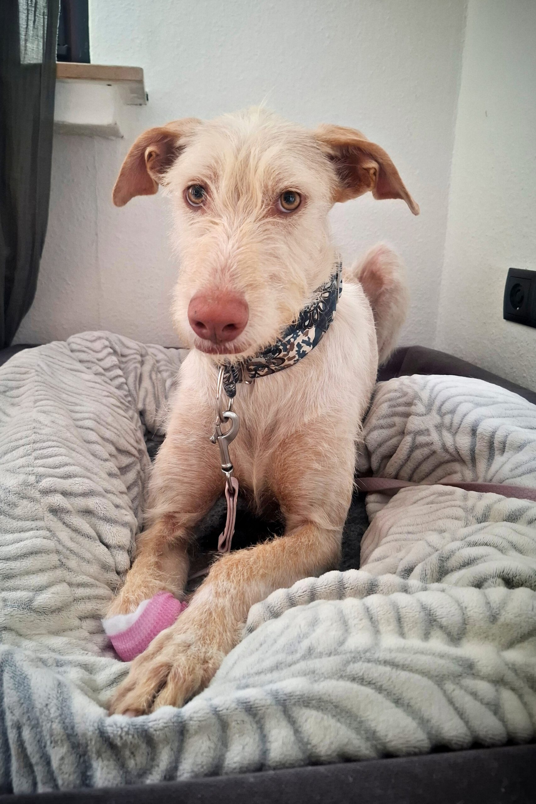 Podenco Nube, 10/2023, ca. 65 cm,57223 Kreuztal