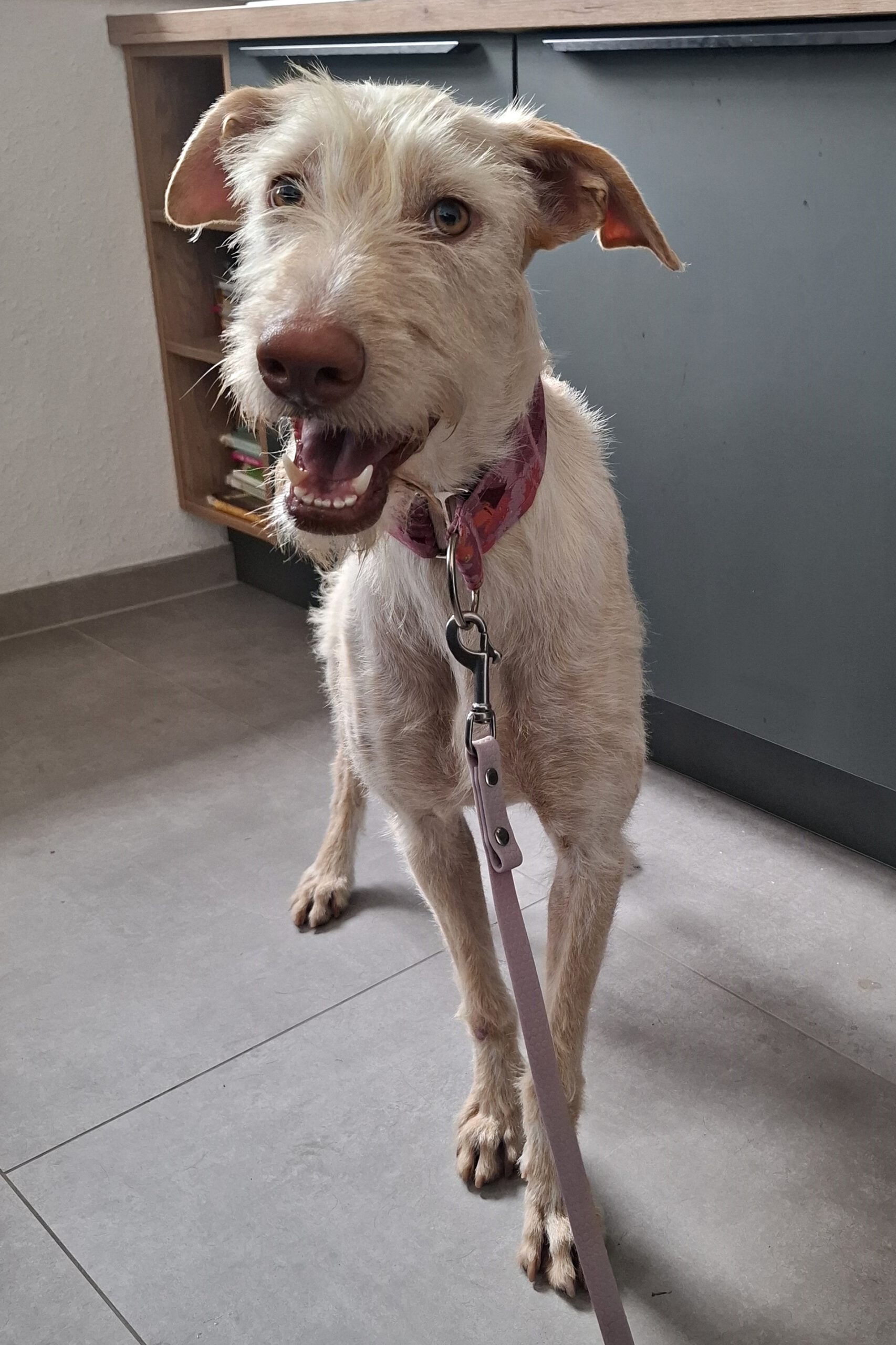 Podenco Nube, 10/2023, ca. 65 cm,57223 Kreuztal