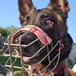 Malinois Mischling Olivia, 10/2017, ca. 65 cm, 88677 Markdorf
