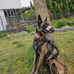 Malinois Mischling Olivia, 10/2017, ca. 65 cm, 88677 Markdorf