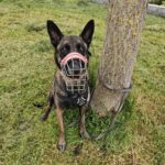 Malinois Mischling Olivia, 10/2017, ca. 65 cm, 88677 Markdorf