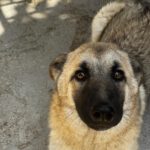 Schäferhund Mischling Pepper, 11/2025, Endgröße ca. 65 cm