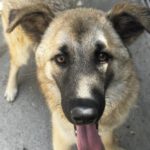 Schäferhund Mischling Pepper, 11/2025, Endgröße ca. 65 cm
