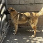 Schäferhund Mischling Pepper, 11/2025, Endgröße ca. 65 cm