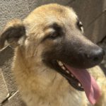 Schäferhund Mischling Pepper, 11/2025, Endgröße ca. 65 cm