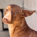 Podenco Persival, 12/2024, ca. 40 cm