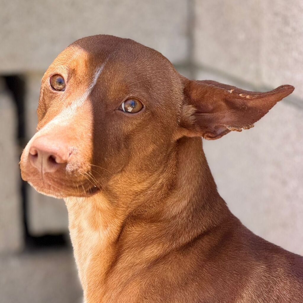 Podenco Persival, 12/2024, ca. 40 cm