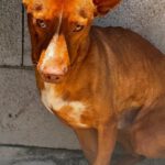 Podenco Persival, 12/2024, ca. 40 cm